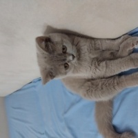 British Shorthair, Kedi  ŞİLA fotoğrafı
