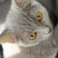 British Shorthair, Kedi  gris fotoğrafı