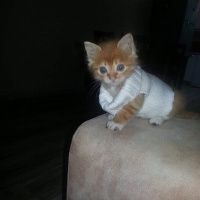 Tekir Kedi, Kedi  Tipsiz fotoğrafı