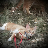 Tekir Kedi, Kedi  Tipsiz fotoğrafı