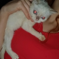 İran Kedisi (Persian), Kedi  Balım fotoğrafı