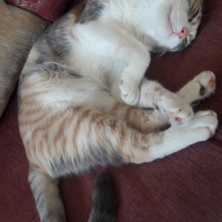 Soke, Kedi  minnak fotoğrafı