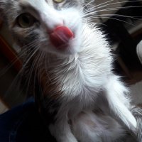 Soke, Kedi  minnak fotoğrafı