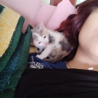 Tekir Kedi, Kedi  Tekir kedi fotoğrafı