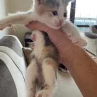 Tekir Kedi, Kedi  Tekir kedi fotoğrafı