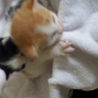 Tekir Kedi, Kedi  Minnos fotoğrafı