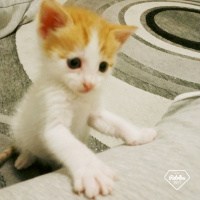 Tekir Kedi, Kedi  Minnos fotoğrafı