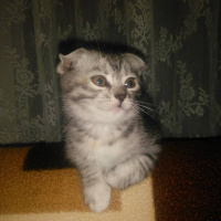 Scottish Fold, Kedi  Boncuk fotoğrafı