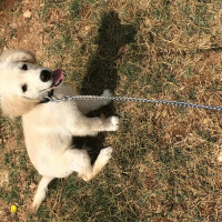 Golden Retriever, Köpek  Maya fotoğrafı