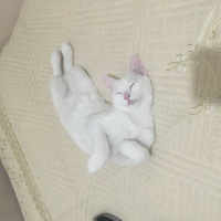 Van Kedisi, Kedi  Pıtır  fotoğrafı