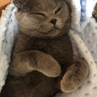 Van Kedisi, Kedi  Pıtır  fotoğrafı