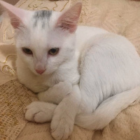 Van Kedisi, Kedi  Pıtır  fotoğrafı