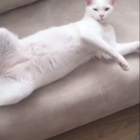 Van Kedisi, Kedi  Pıtır  fotoğrafı