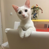 Van Kedisi, Kedi  Pıtır  fotoğrafı