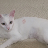 Van Kedisi, Kedi  Pıtır  fotoğrafı