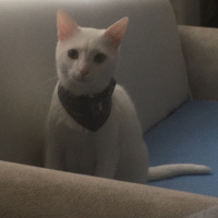 Van Kedisi, Kedi  Pıtır  fotoğrafı