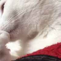 Van Kedisi, Kedi  Pıtır  fotoğrafı
