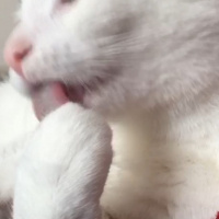 Van Kedisi, Kedi  Pıtır  fotoğrafı