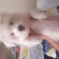 Maltese, Köpek  Şanslı fotoğrafı