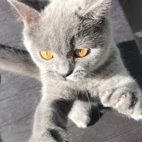 British Shorthair, Kedi  Zeus fotoğrafı