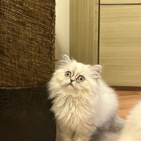 British Longhair, Kedi  garip fotoğrafı