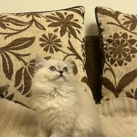 British Longhair, Kedi  garip fotoğrafı