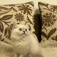 British Longhair, Kedi  garip fotoğrafı