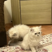 British Longhair, Kedi  garip fotoğrafı
