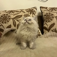 British Longhair, Kedi  pamuk fotoğrafı