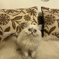British Longhair, Kedi  pamuk fotoğrafı