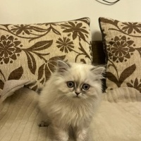 British Longhair, Kedi  pamuk fotoğrafı