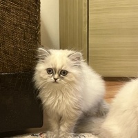 British Longhair, Kedi  pamuk fotoğrafı