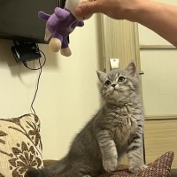 British Shorthair, Kedi  bulut fotoğrafı