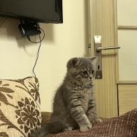 British Shorthair, Kedi  bulut fotoğrafı