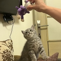 British Shorthair, Kedi  bulut fotoğrafı