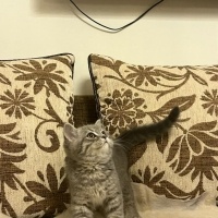 British Shorthair, Kedi  bulut fotoğrafı