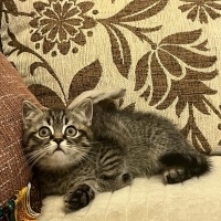 Brazilian Shorthair, Kedi  şimşek fotoğrafı