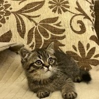 Brazilian Shorthair, Kedi  şimşek fotoğrafı