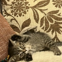 Brazilian Shorthair, Kedi  şimşek fotoğrafı