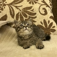 Brazilian Shorthair, Kedi  şimşek fotoğrafı