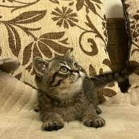 Brazilian Shorthair, Kedi  şimşek fotoğrafı