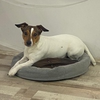 Jack Russell Terrier, Köpek  Jasmin fotoğrafı
