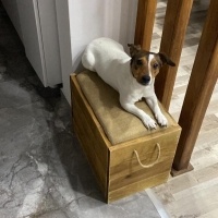 Jack Russell Terrier, Köpek  Jasmin fotoğrafı