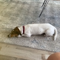 Jack Russell Terrier, Köpek  Jasmin fotoğrafı