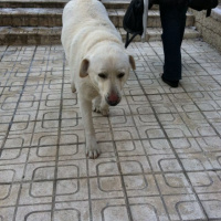 Golden Retriever, Köpek  Beyaz fotoğrafı