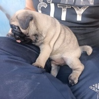 Pug, Köpek  3 aylık pug fotoğrafı