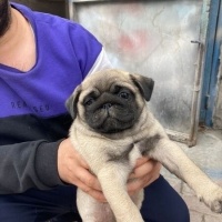 Pug, Köpek  3 aylık pug fotoğrafı