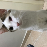 Tekir Kedi, Kedi  Sütlaç fotoğrafı