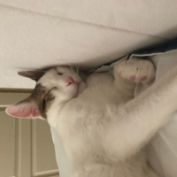Tekir Kedi, Kedi  Sütlaç fotoğrafı