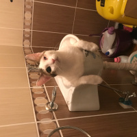 Tekir Kedi, Kedi  Sütlaç fotoğrafı